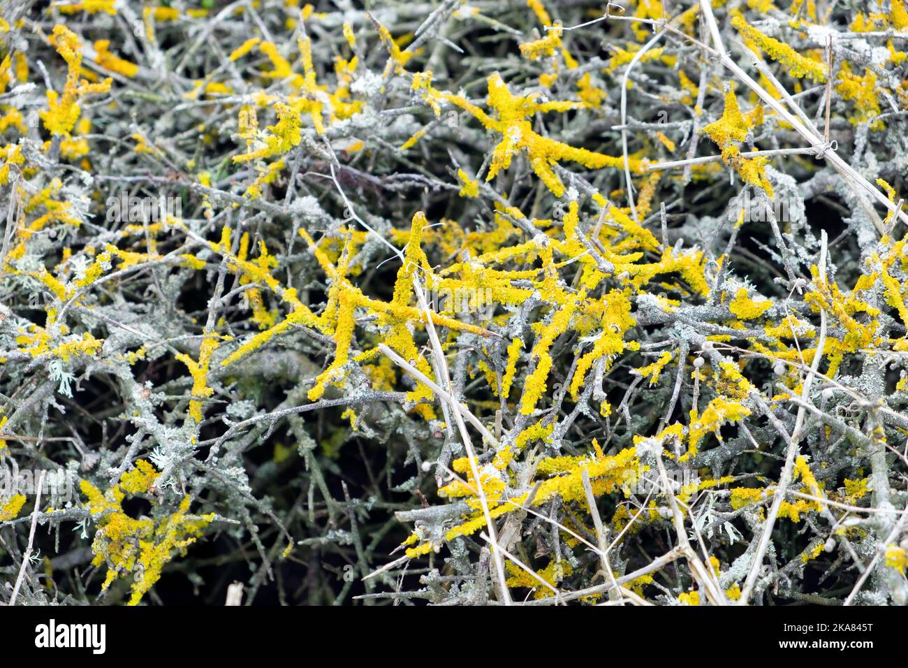 Gelbe Krustenflechte auf Stachelzweigen Zweige der Küste von Pembrokeshire Hecken im Oktober 2022 in Wales, Großbritannien, KATHY DEWITT Stockfoto