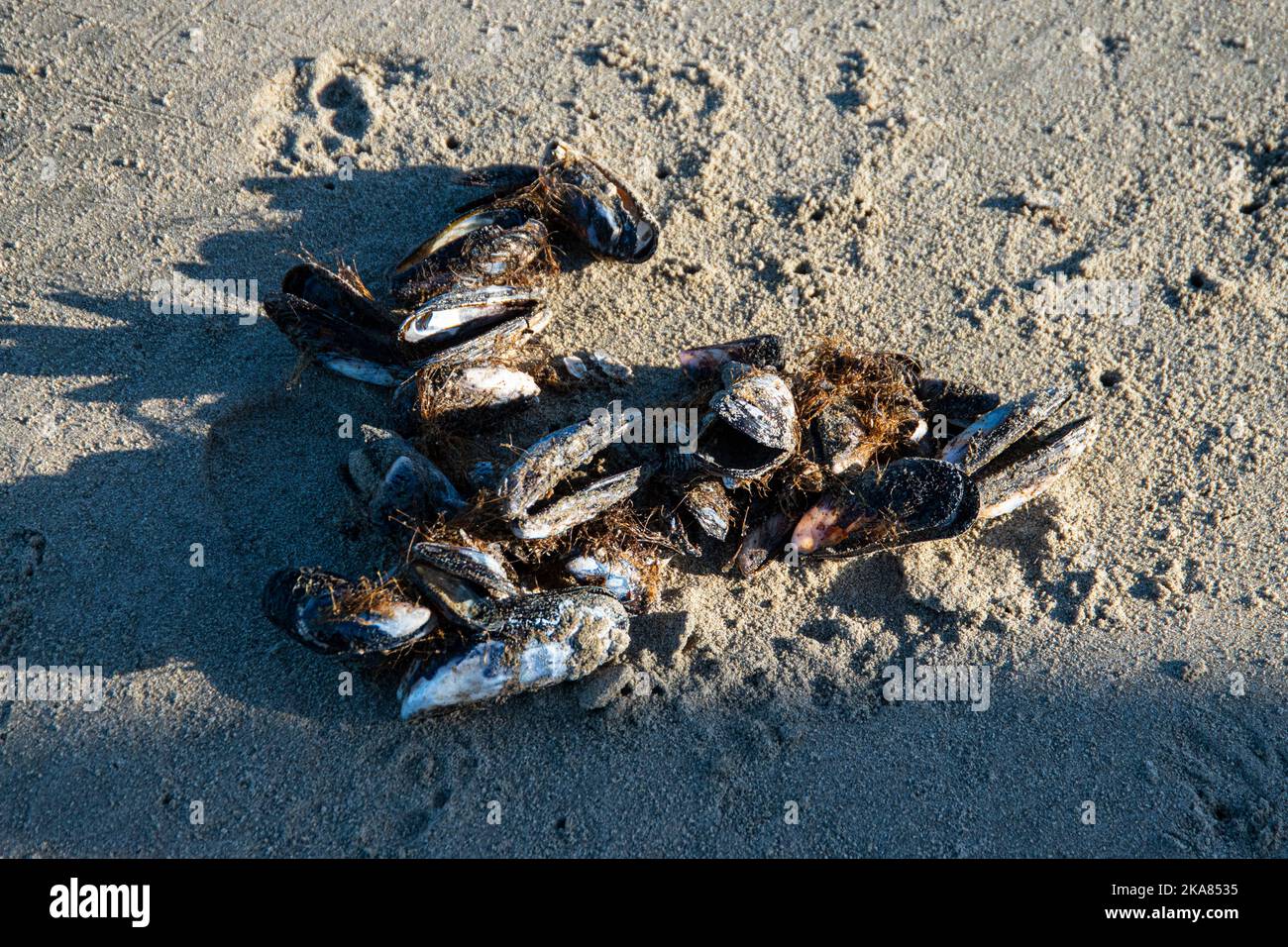 Gruppe von Muscheln mit Faser befestigt, am Ufer ausgewaschen. Stockfoto