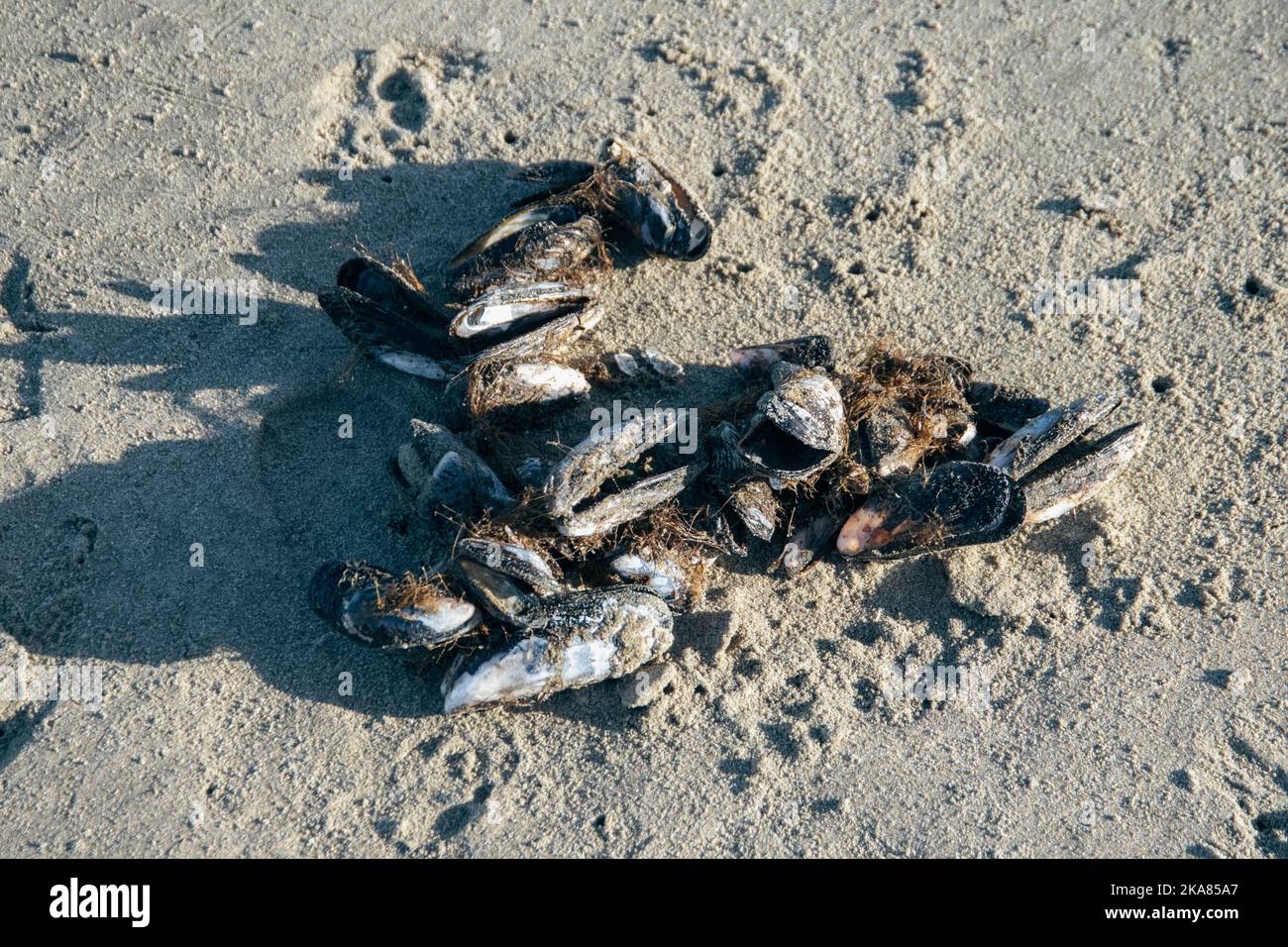 Gruppe von Muscheln mit Faser befestigt, am Ufer ausgewaschen. Stockfoto