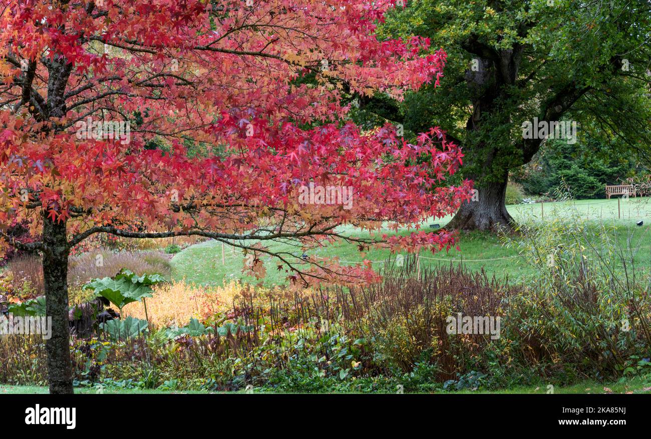 Liquidambar styraciflua „Worplesdon“ Sweet Gum Tree bei RHS Garden Rosemoor, Torrington, Devon, England, Großbritannien Stockfoto