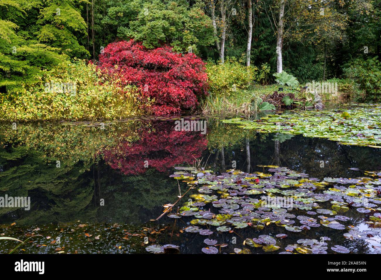Der See im RHS Garden Rosemoor mit dem japanischen Ahorn Acer palmatum „Chitose-yama“ in voller Farbe. Stockfoto
