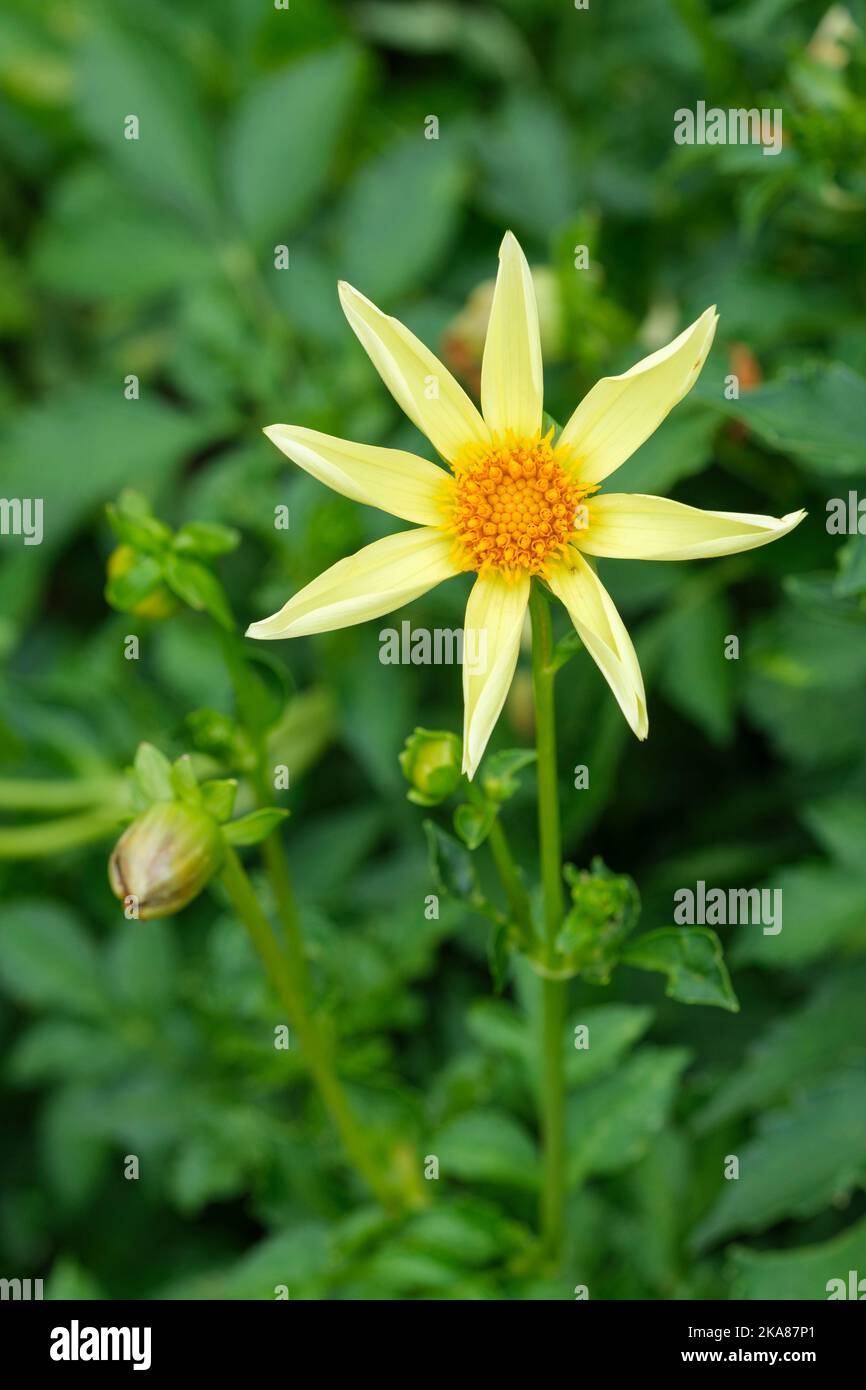 Dahlia Honka, Dahlia, Star Dahlia, Dahlia 'Honka Yellow', Orchidee Dahlia, Sternförmige gelbe Blüten mit gerollten Blütenblättern Stockfoto