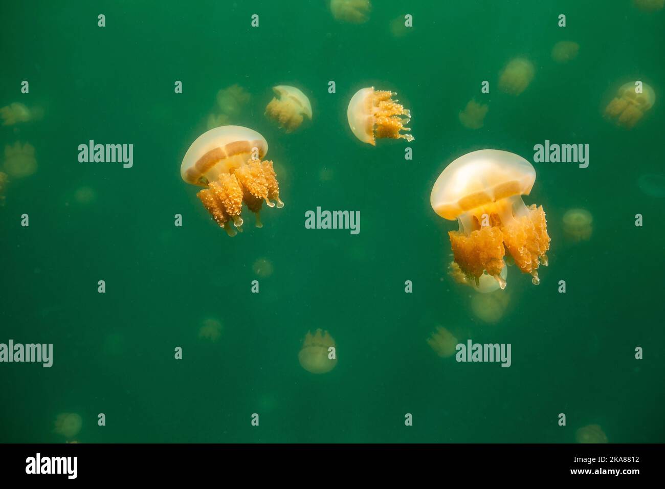 Die schöne Aufnahme des Jellyfish Lake - ein See auf der Insel Eil Malk in Palau Stockfoto