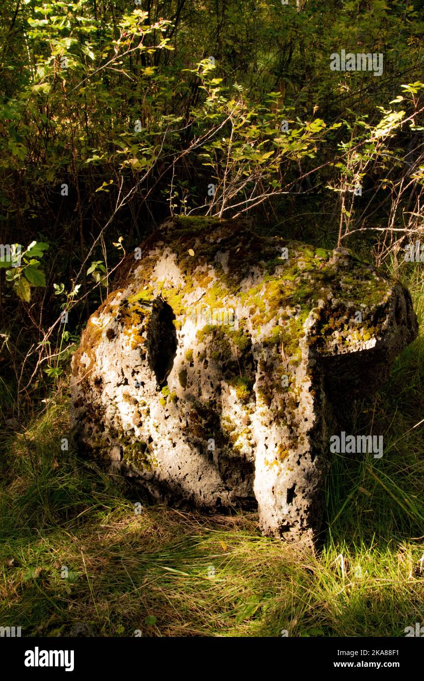 Goldenes, getuschtes Sonnenlicht trifft die Herbstblätter und moosbedeckten Baumstämme. Stockfoto