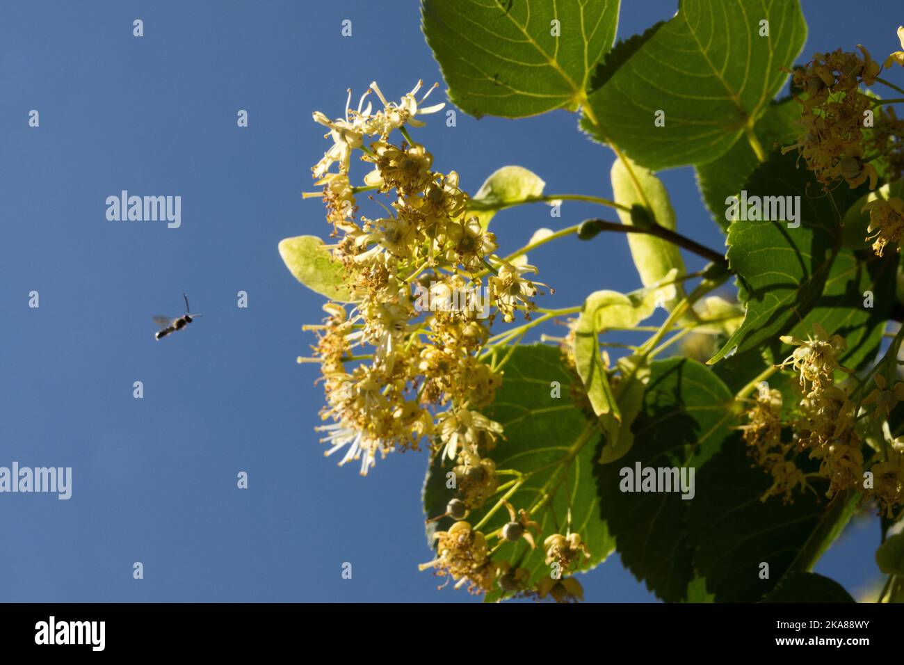 Kleine Wespe fliegt zur Blume Little-Leaf Linden, Tilia Cordata, Blooming Stockfoto