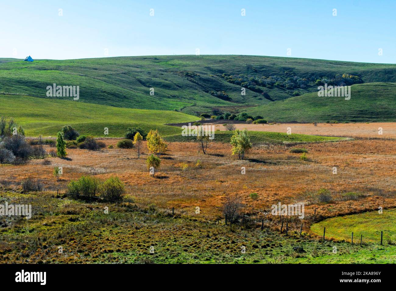 Moorlandschaft mit trockenem Moorgras, Cezallier-Hochebene, Puy de Dome, Auvergne Rhone Alpes, Frankreich Stockfoto