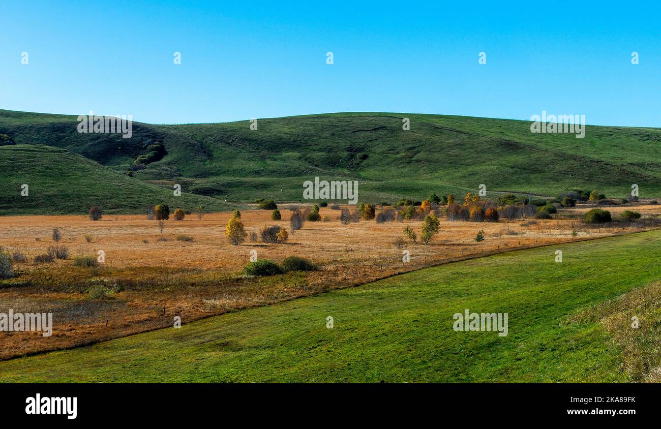 Moorlandschaft mit trockenem Moorgras, Cezallier-Hochebene, Puy de Dome, Auvergne Rhone Alpes, Frankreich Stockfoto