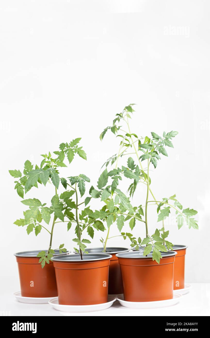 Tomaten aus Samen anbauen, Schritt für Schritt. Schritt 10 - Sämlinge wachsen in Töpfen Stockfoto