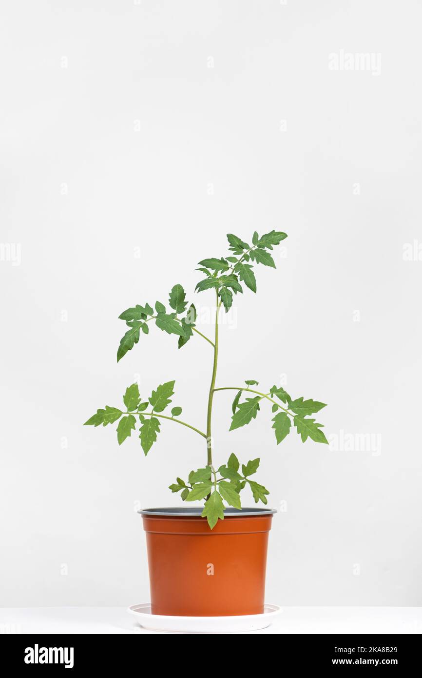 Tomaten aus Samen anbauen, Schritt für Schritt. Schritt 10 Sämlinge