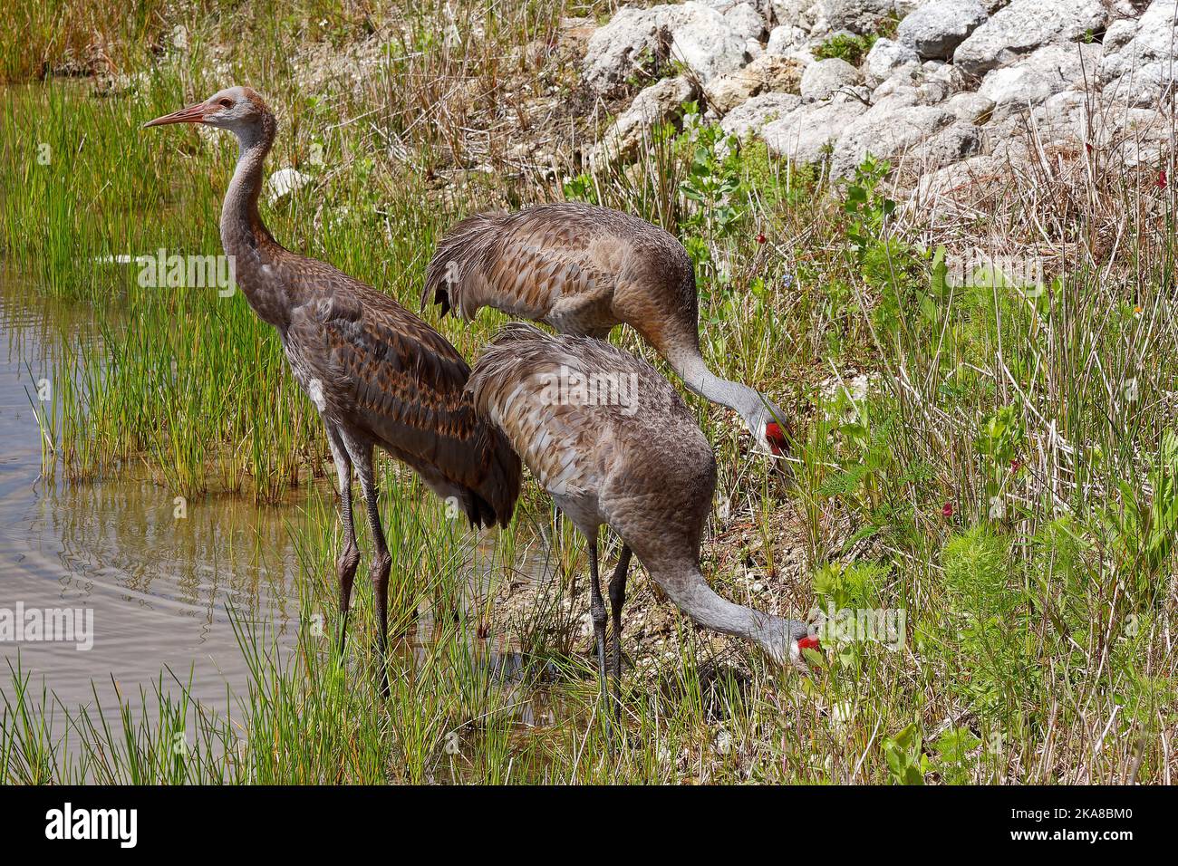 3 Sandhügelkrane, 2 Fressende, sehr großer Vogel, Grus canadensis, rote Stirn, Getuftete Rumpffedern, langer Hals, lange Beine, Tiere, Florida, Ve Stockfoto