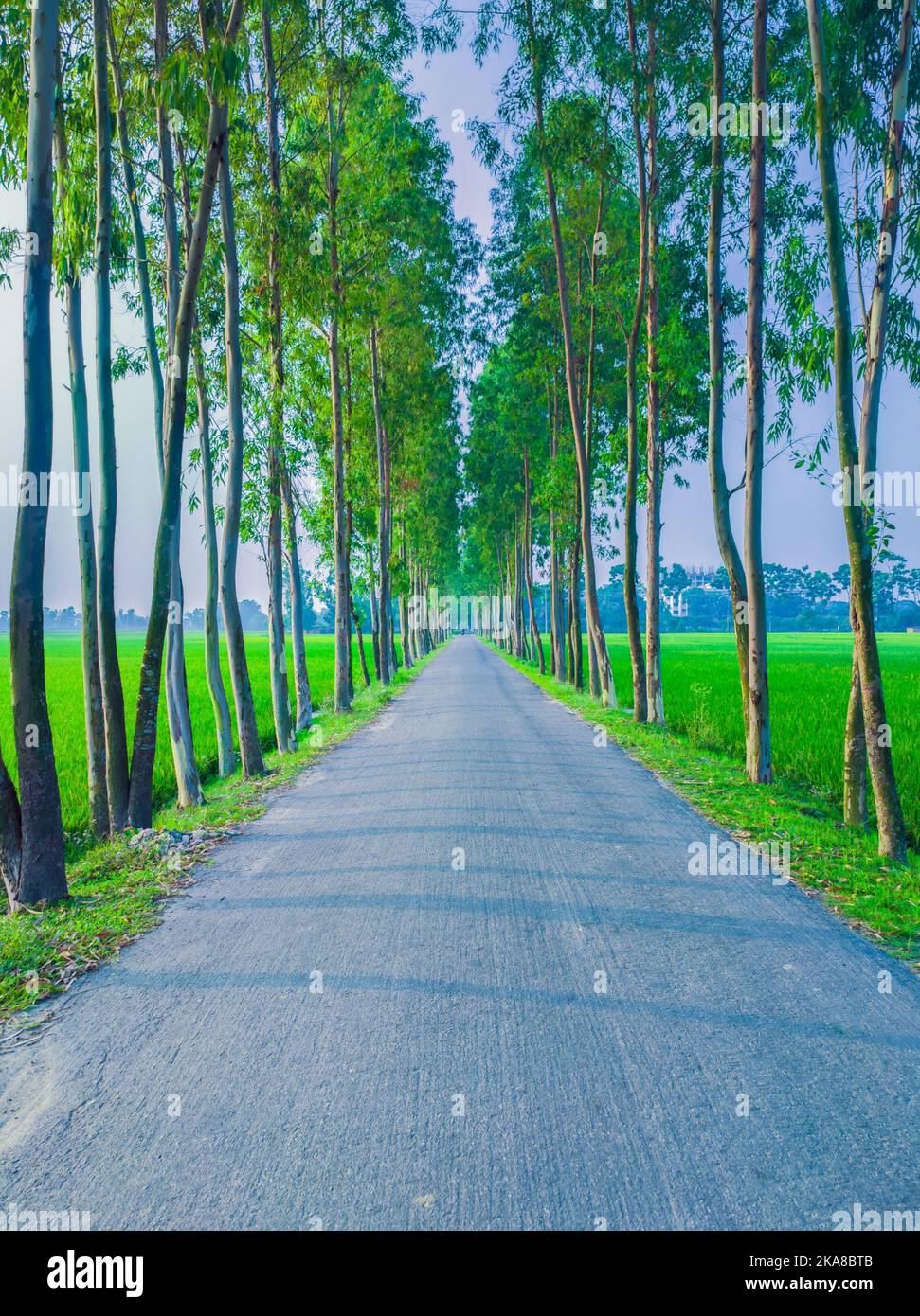 Eine vertikale Aufnahme einer asphaltierten geraden, schmalen Straße ist auf beiden Seiten von Eukalyptusbäumen umgeben Stockfoto