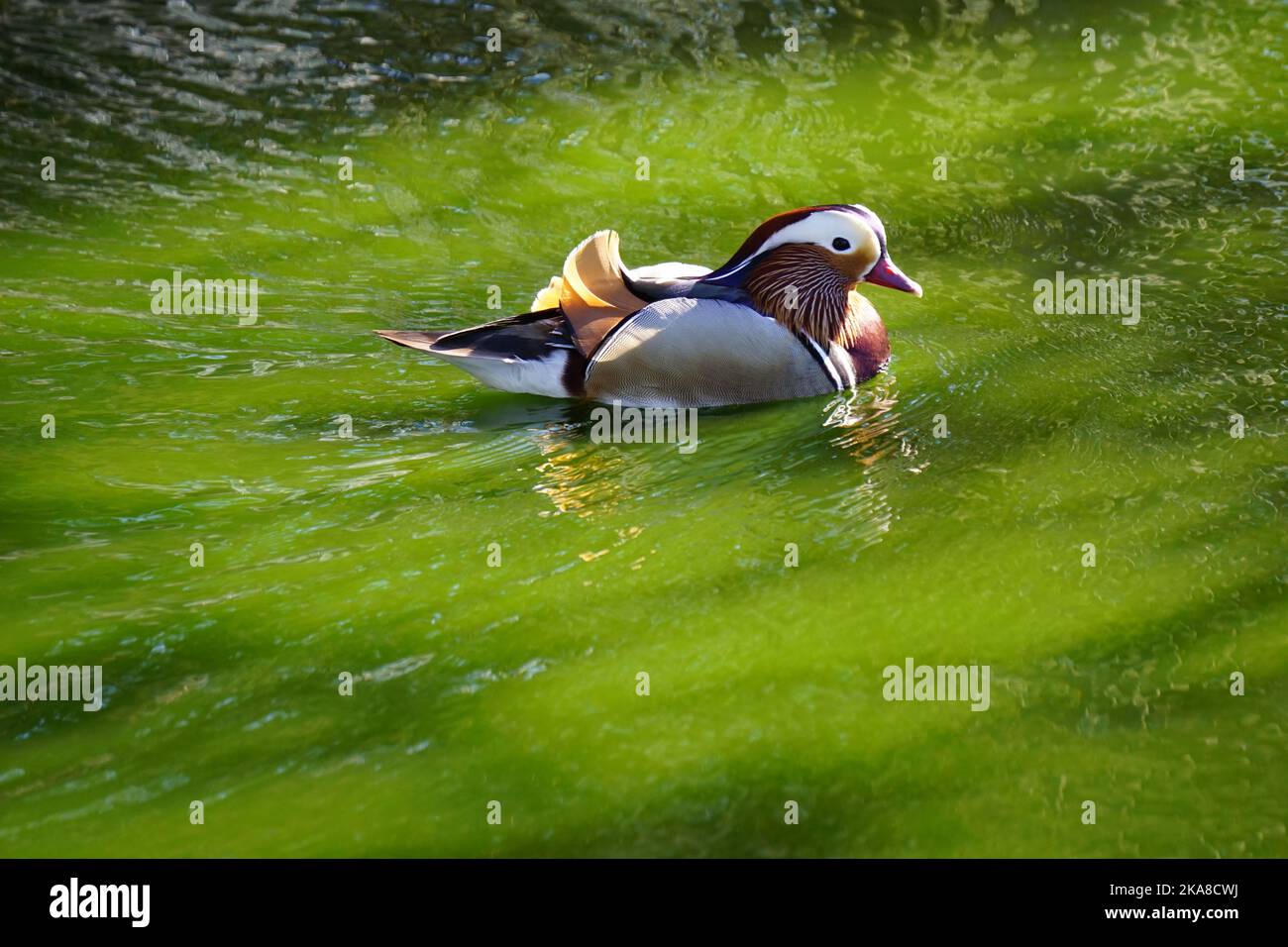 Nahaufnahme einer Mandarinente, die in einem grünen Teich schwimmt Stockfoto