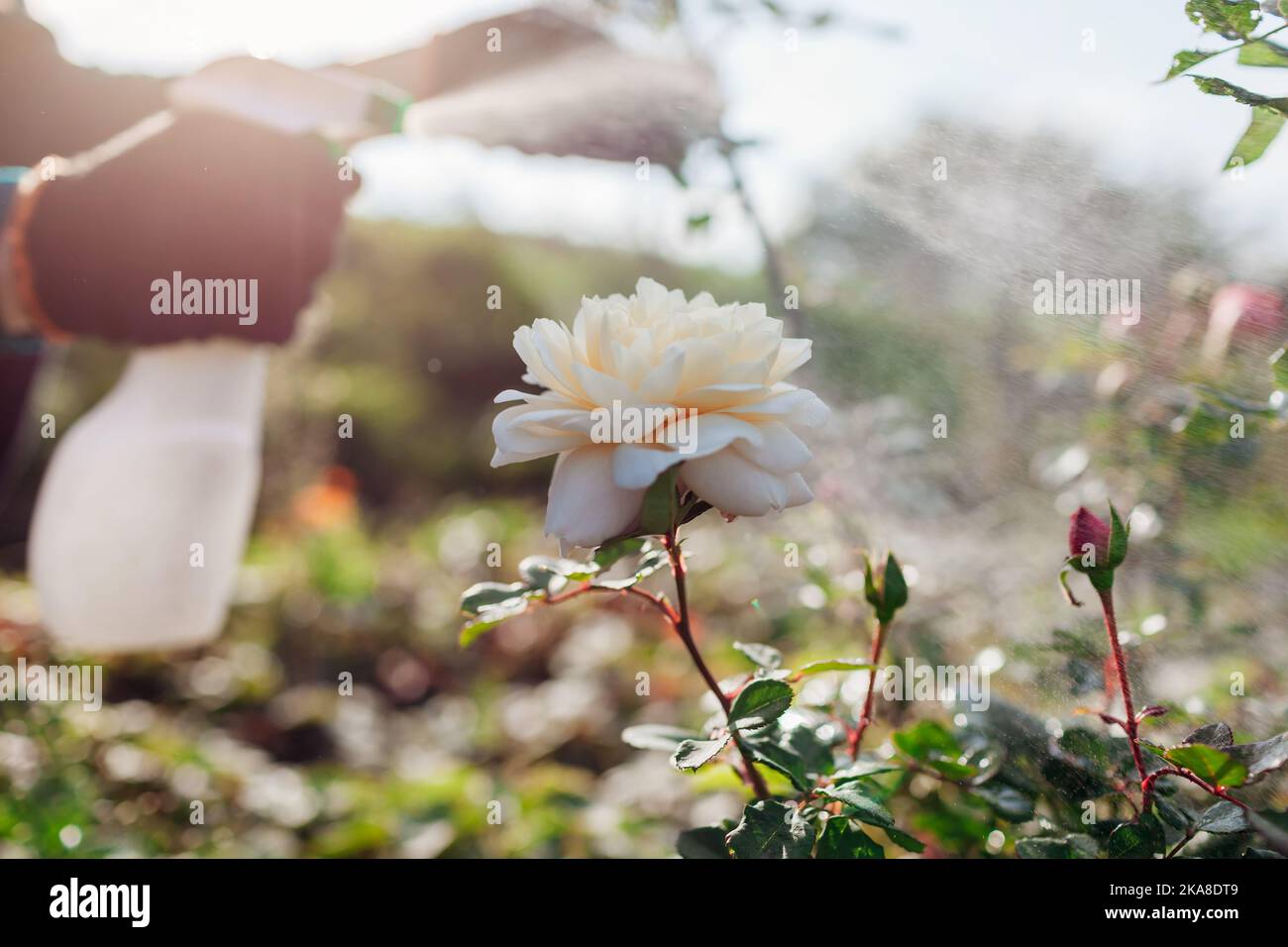 Gärtner trägt Dünger auf blühende Rose auf. Rosenbesprühen mit Fungizid im Herbstgarten. Behandlung von Krankheiten Stockfoto