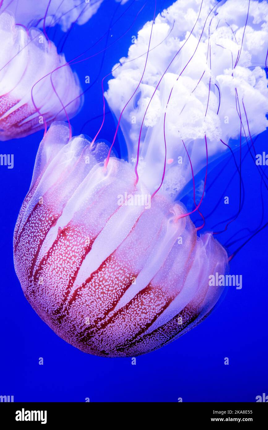 Südamerikanische Seenessel (Chrysaora plocamia), L'Oceanografic (Oceanarium), Valencia, Spanien Stockfoto