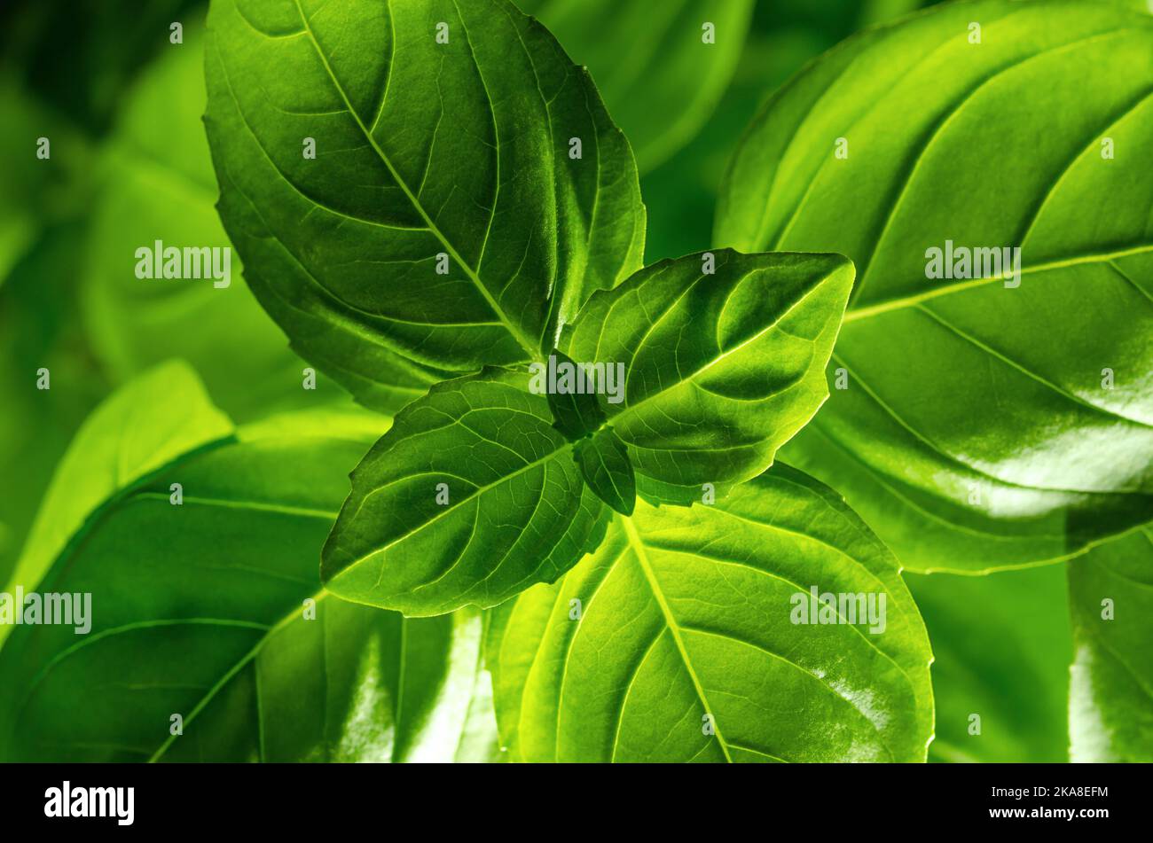 Licht leuchtet durch Basilikumblätter. Auch bekannt als süßes, großes oder genovesisches Basilikum, Ocimum basilicum, ein kulinarisches Kraut in der Familie der Minzgewächse Lamiaceae. Stockfoto