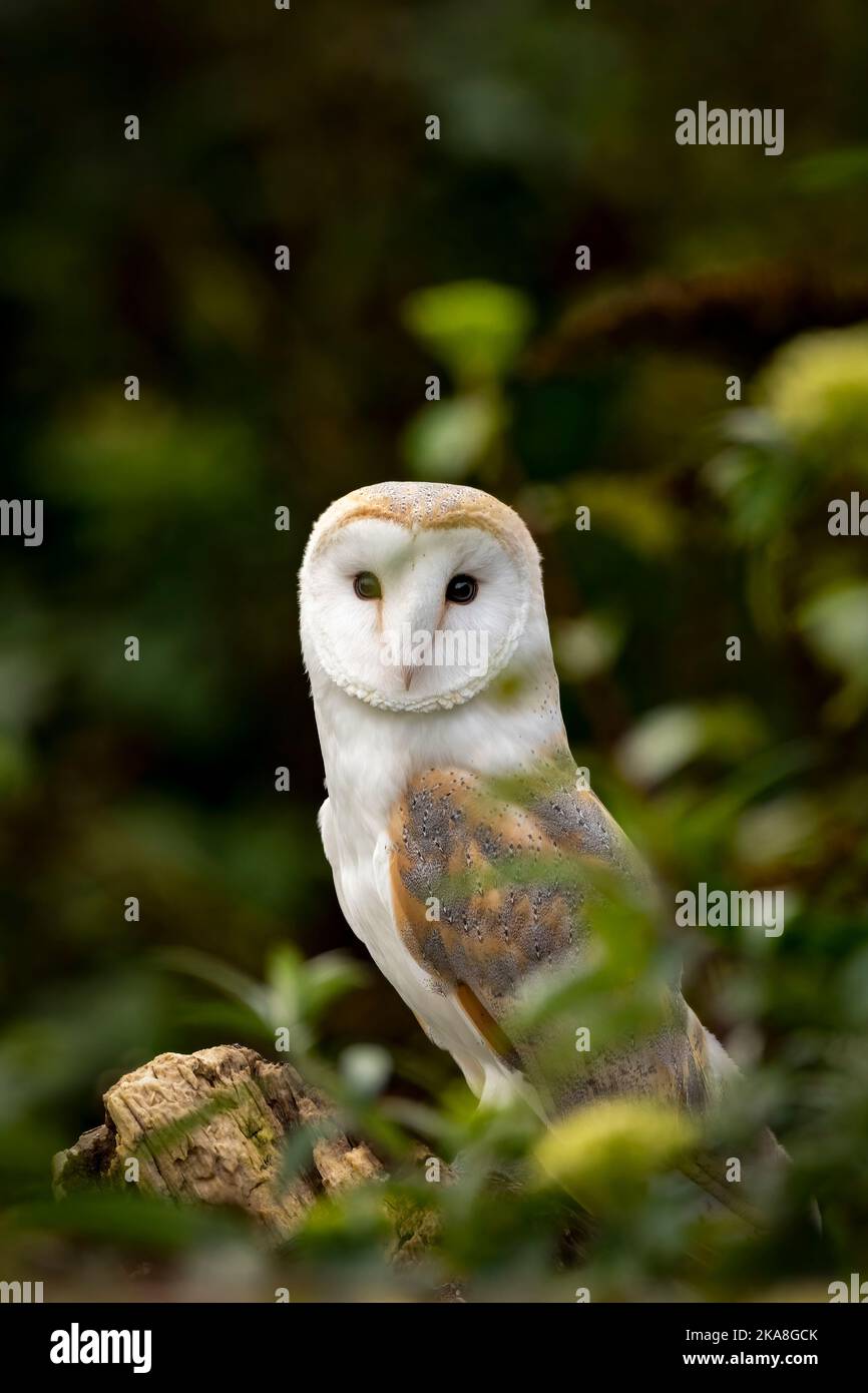 Scheune Eule im Wald mit dunklem Hintergrund Stockfoto