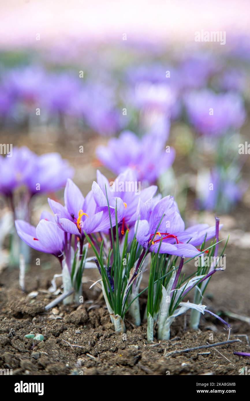 Safran blüht auf dem Feld. Crocus sativus blühende lila Pflanze auf dem Boden, Nahaufnahme. Erntezeit Stockfoto
