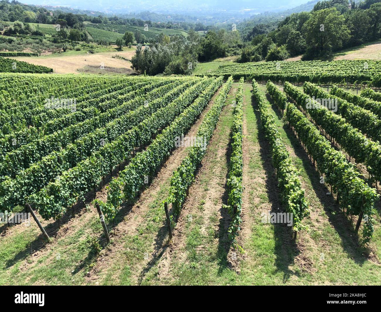 Die Reihen der Weinberge in Sorbo Serpico in der Provinz Avellino, Kampanien, Süditalien Stockfoto