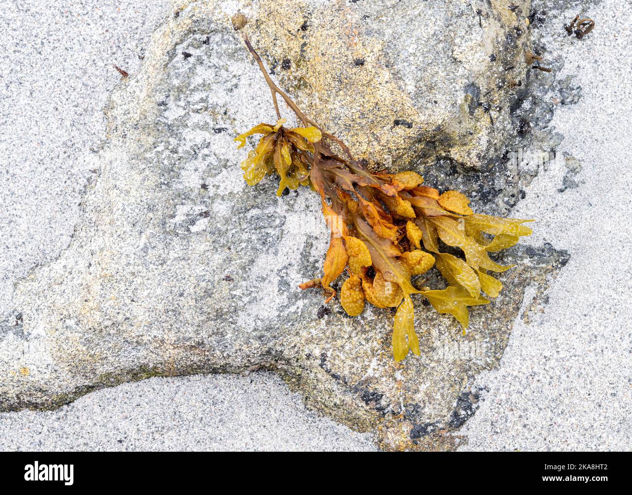 Algen am Strand von Clachan Sands auf der Insel North Uist Stockfoto