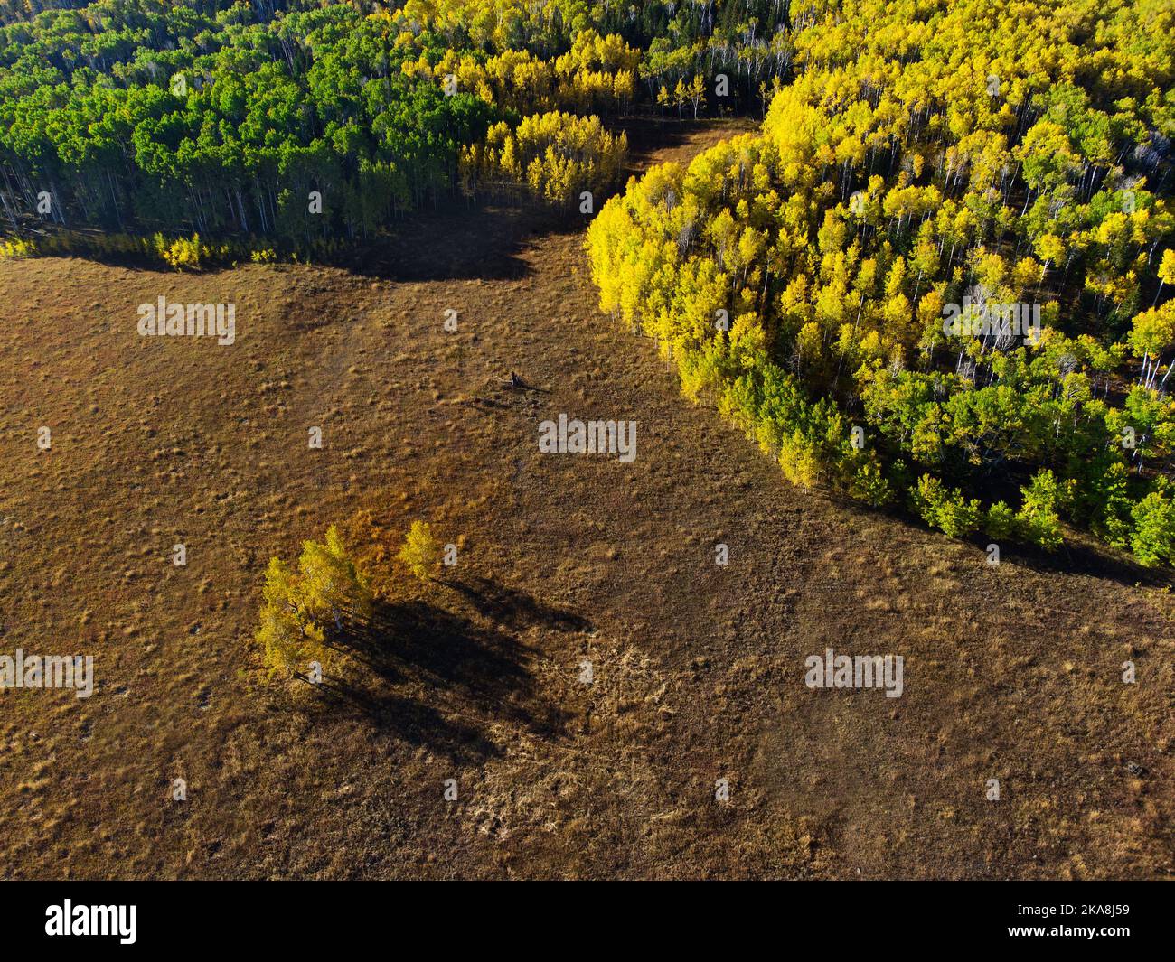 Luftdrohnenaufnahme des Herbstes Aspen Bäume im Wald forres in den Bergen Stockfoto