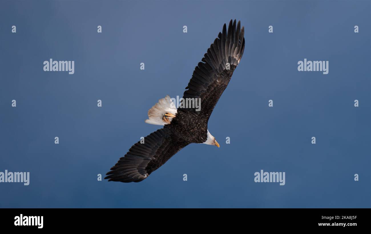 Bald Eagle Schwunghaft Über Jackson Hole Stockfoto