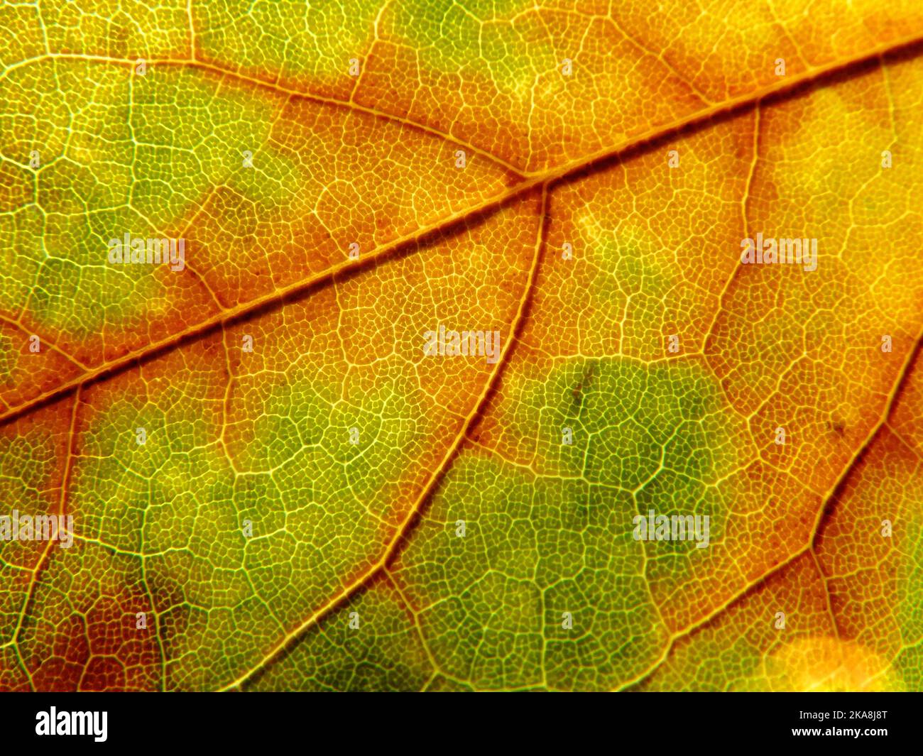 Nahaufnahme Makro Detail der Herbst farbigen Blatt mit Adern auf der Oberfläche Stockfoto