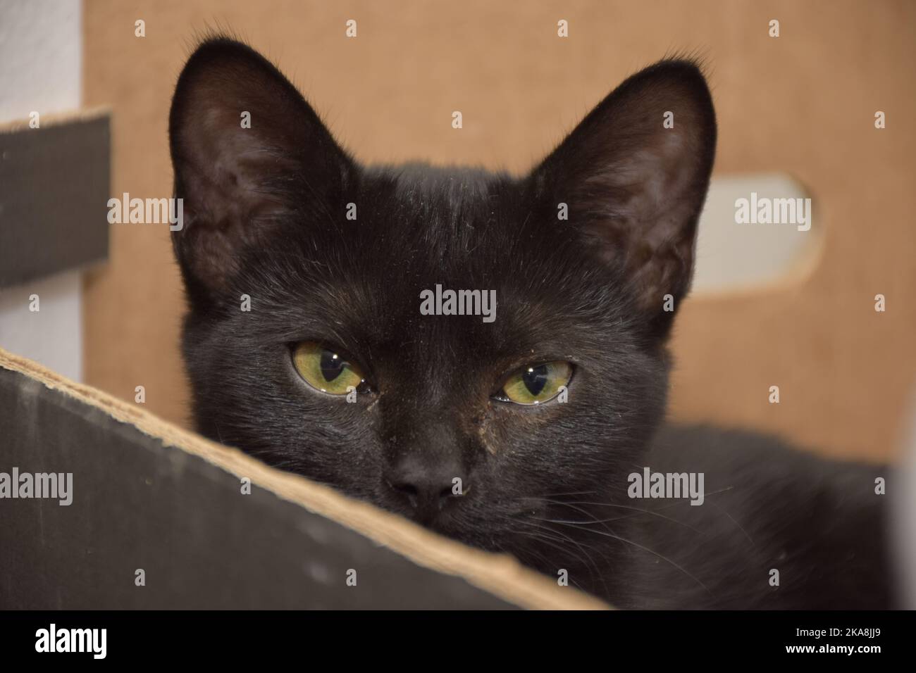 Nahaufnahme einer schwarzen Katze mit grünen Augen vor verschwommenem Hintergrund Stockfoto