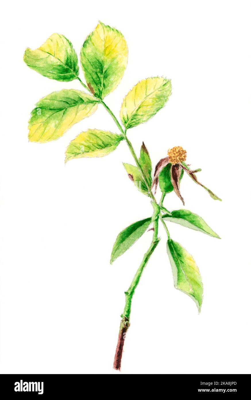 Hunderose (Rosa canina), botanische Zeichnung. Aquarell auf Papier. Stockfoto