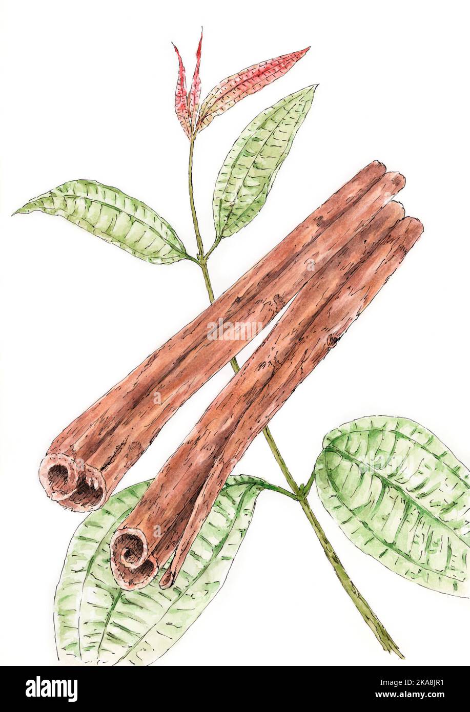 Zimt (Cinnamomum verum) Pflanze mit getrockneten Rindenstreifen. Tinte und Aquarell auf Papier. Stockfoto