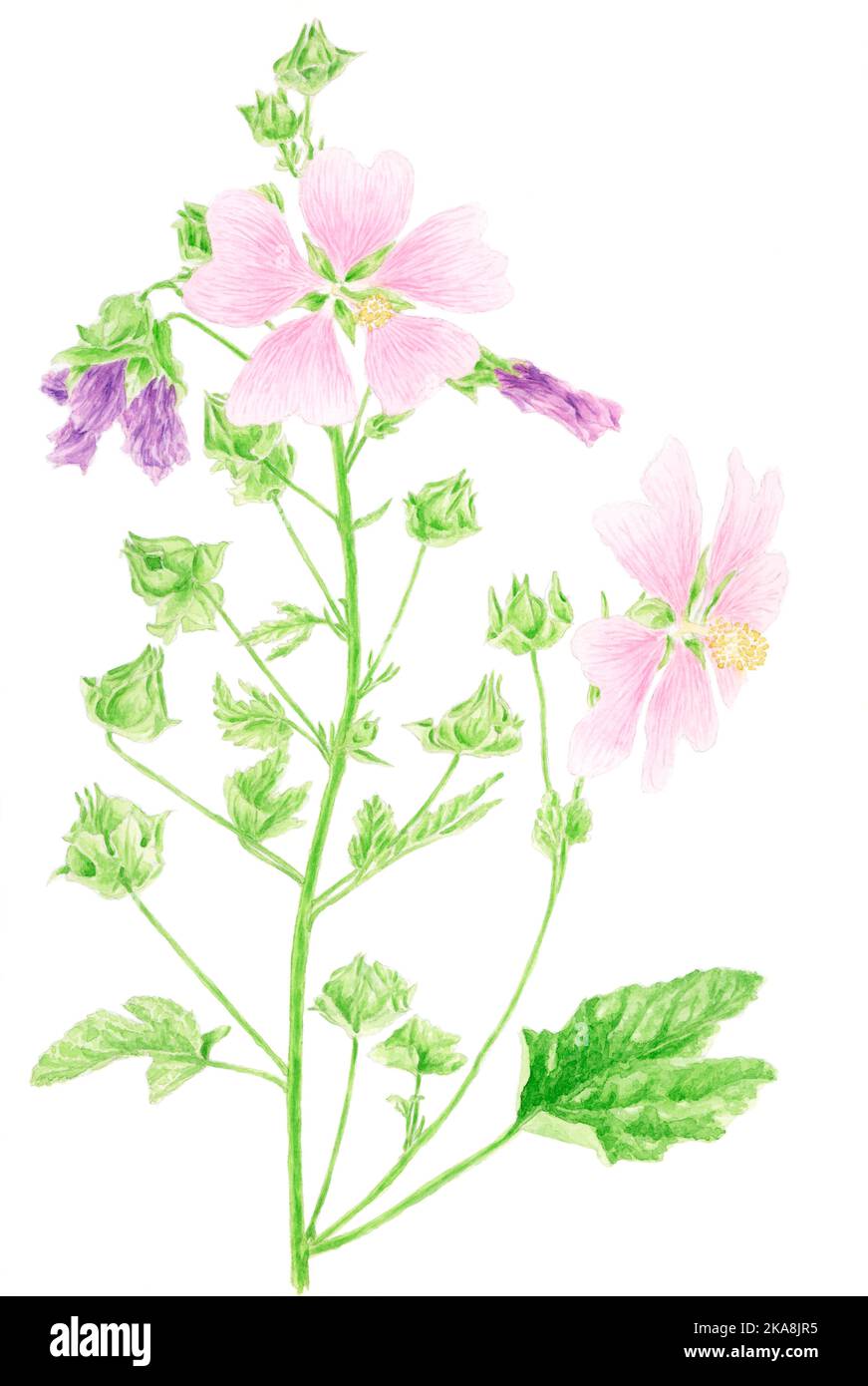 Malve (Malva sylvestris) botanische Zeichnung. Aquarell auf Papier. Stockfoto