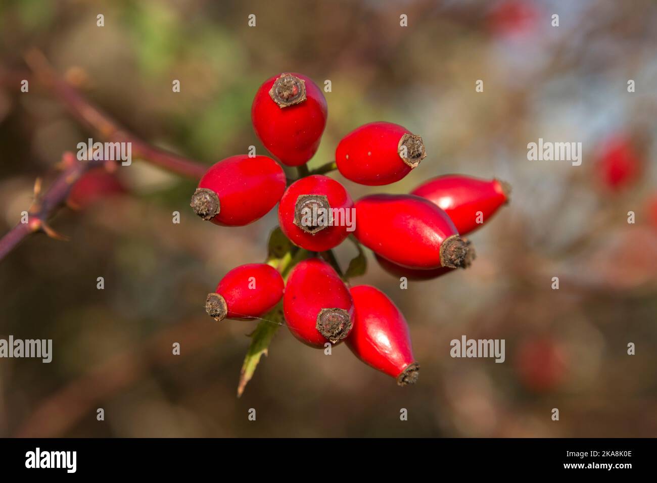 Reife rote Hagebutten, Hagebutten, Hagebutten oder Hepfenfrüchte einer Hunderose (Rosa canina) auf einem Briar im Frühherbst, Bekshire, Oktober Stockfoto