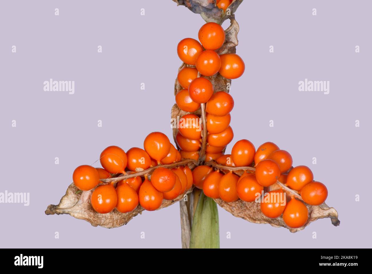 Orangensamen von stinkender Iris, Roastbeef-Pflanze, Gladdon, gladwin-Iris (Iris foetidissima) in einem geöffneten Samenkorn im Herbst, in der grafschaft von bukshire, Oktober Stockfoto