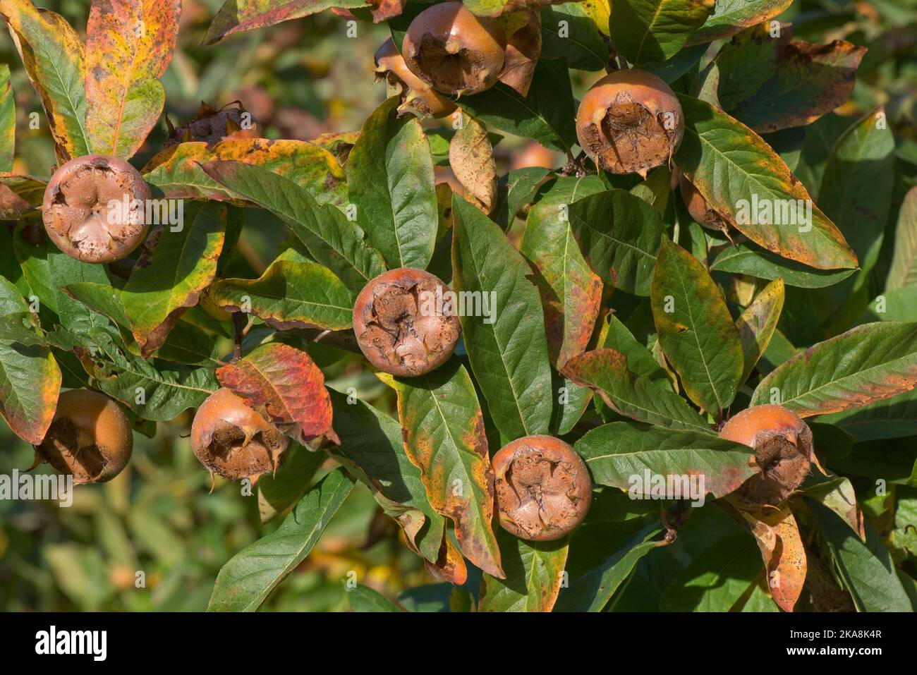Reife Mispel (Mespilus germanica) ausgewachsene Frucht, die vor der Verwendung, auf dem Baum mit Blättern in Herbstfarbe, Bekshire, Oktober, gestreift wird Stockfoto