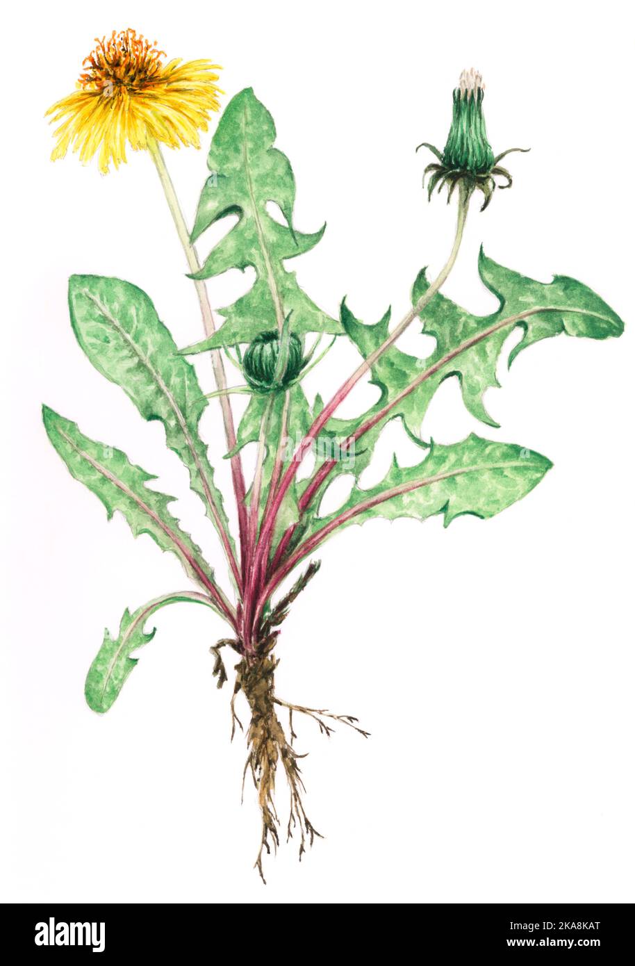 Löwinenpflanze (Taraxacum officinale) botanische Zeichnung. Aquarell auf Papier. Stockfoto