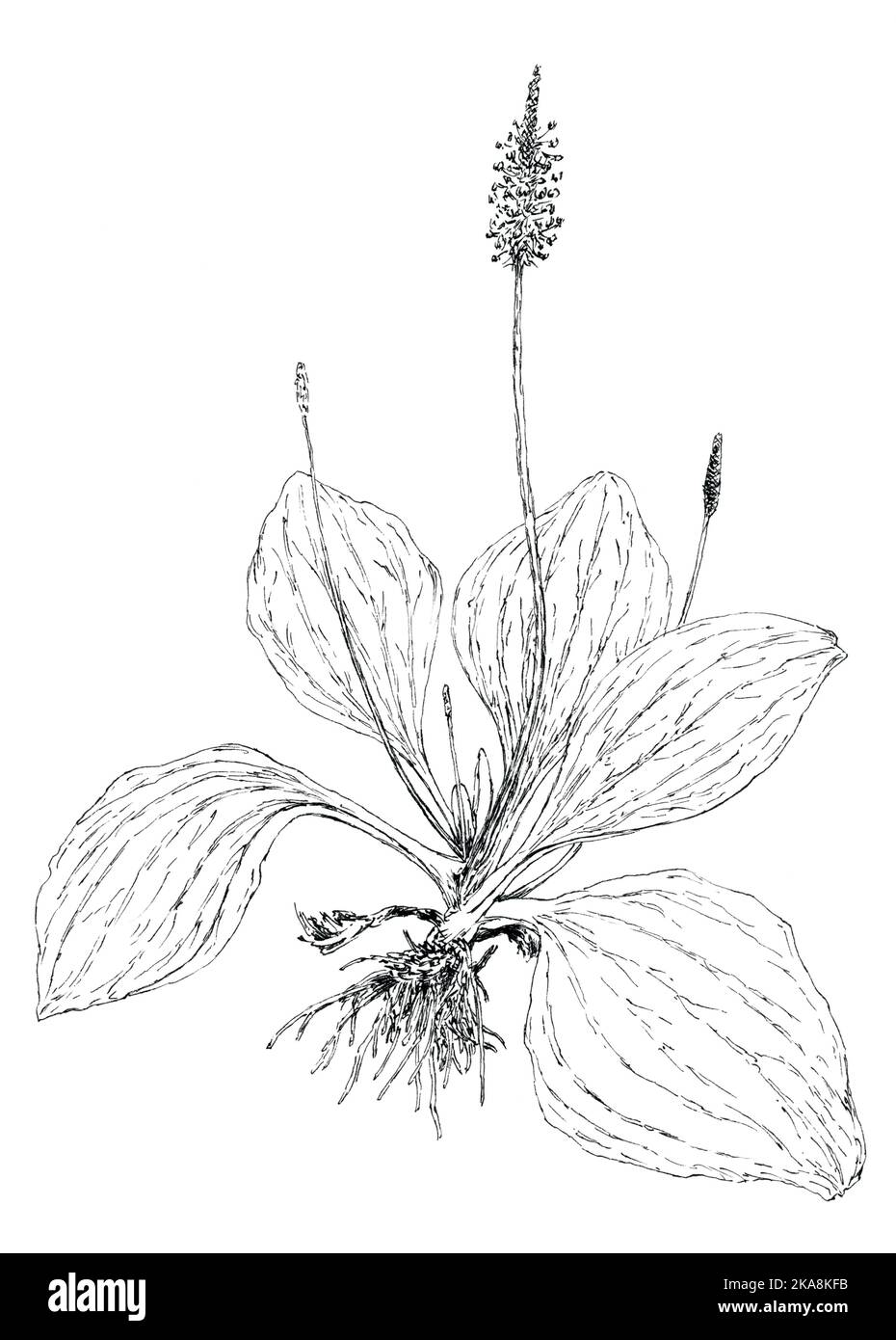 Botanische Zeichnung der Breitblatt-Kochbananen (Plantago Major). Tinte auf Papier. Stockfoto