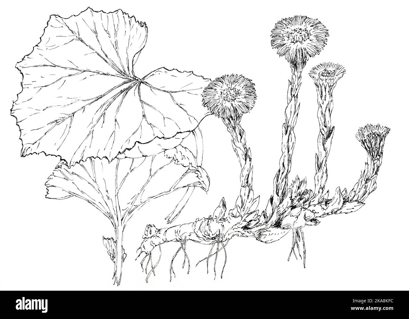 Kolchfußpflanze (Tussilago fara) botanische Zeichnung. Tinte auf Papier. Stockfoto