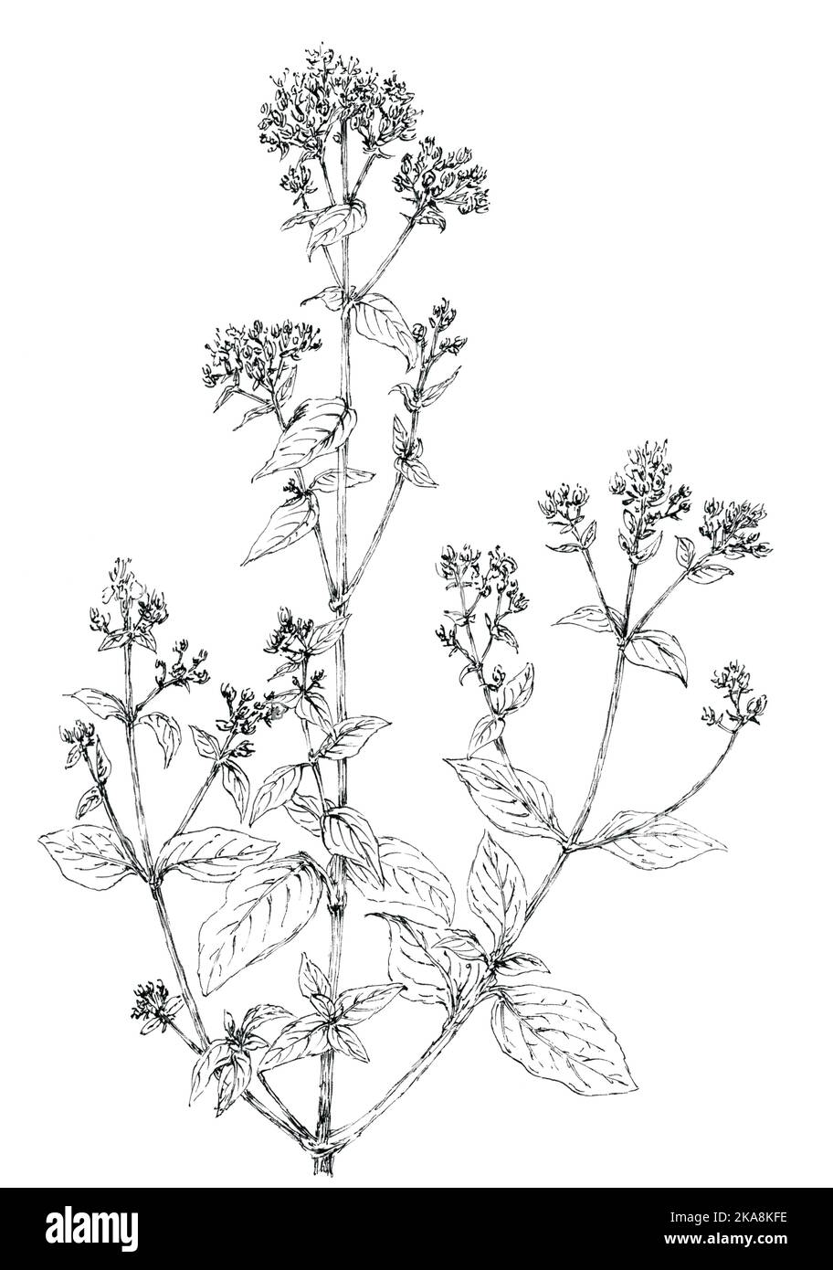 Oreganoblühender Zweig (Origanum vulgare), botanische Zeichnung. Tinte auf Papier. Stockfoto