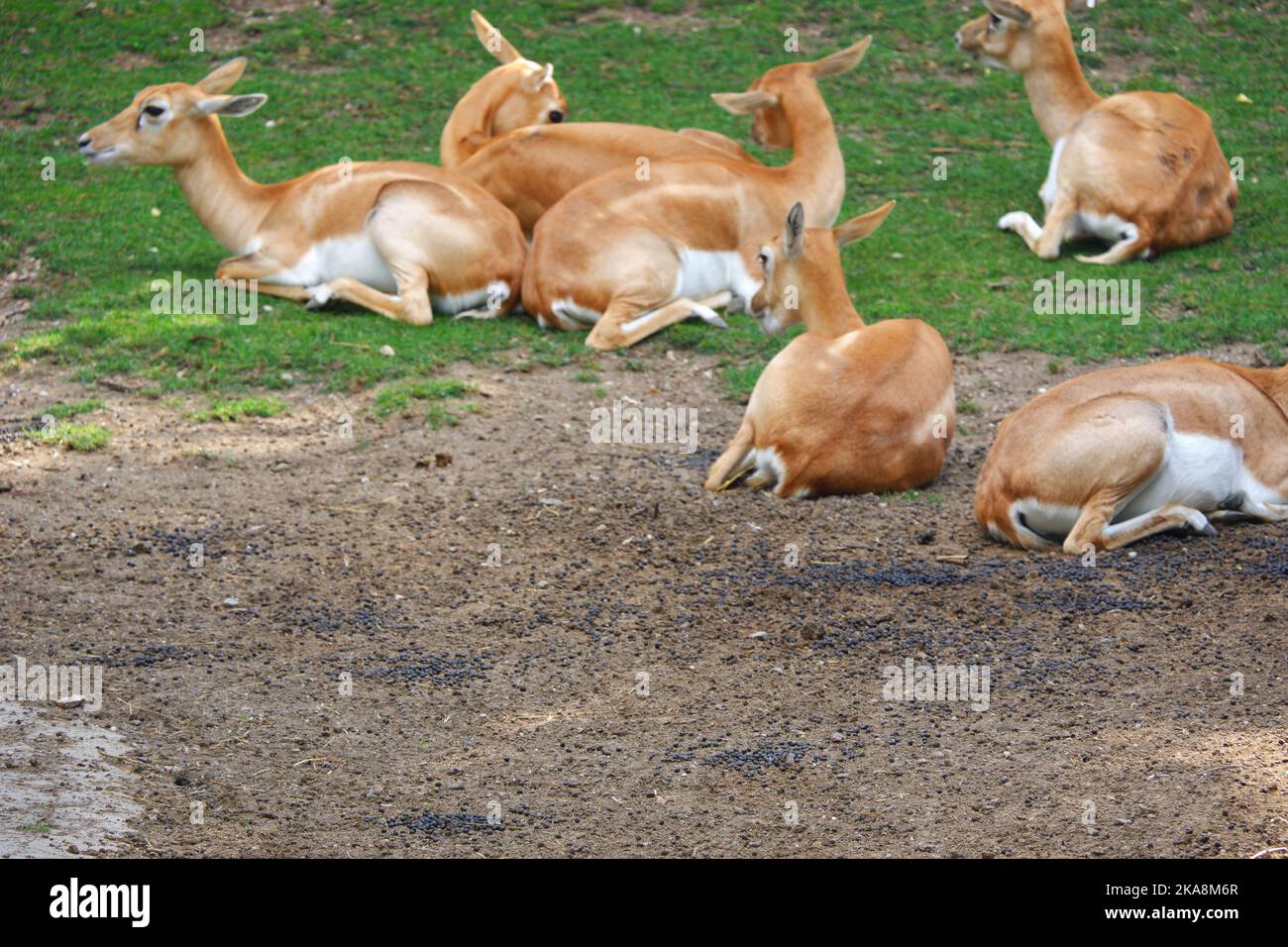 Blackbucks auf Gras an einem sonnigen Tag im Zoo Stockfoto
