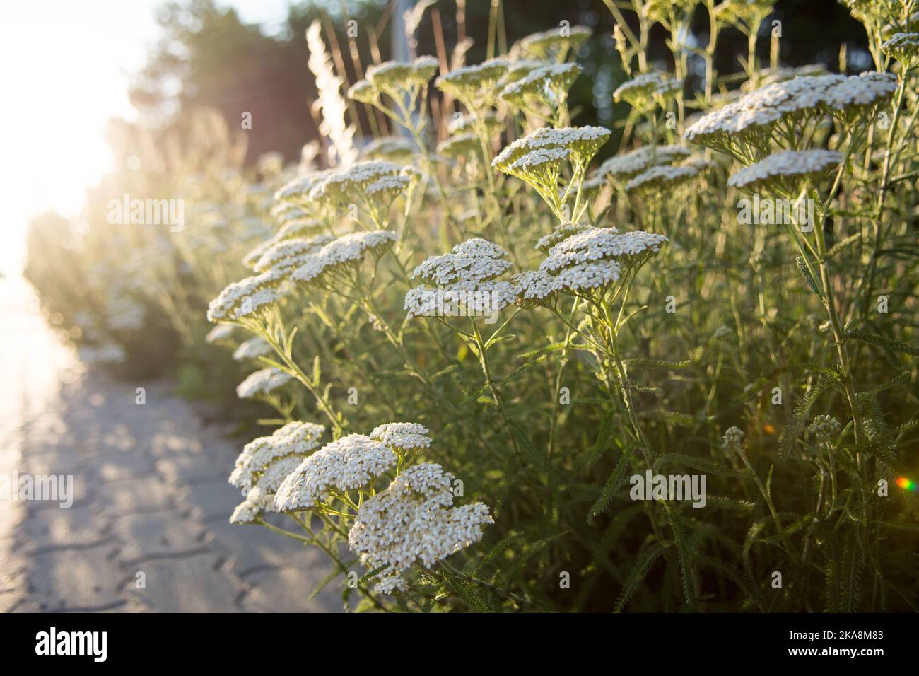 Weiße Blüten von achillea Kraut wachsen am Rande einer Straße Stockfoto