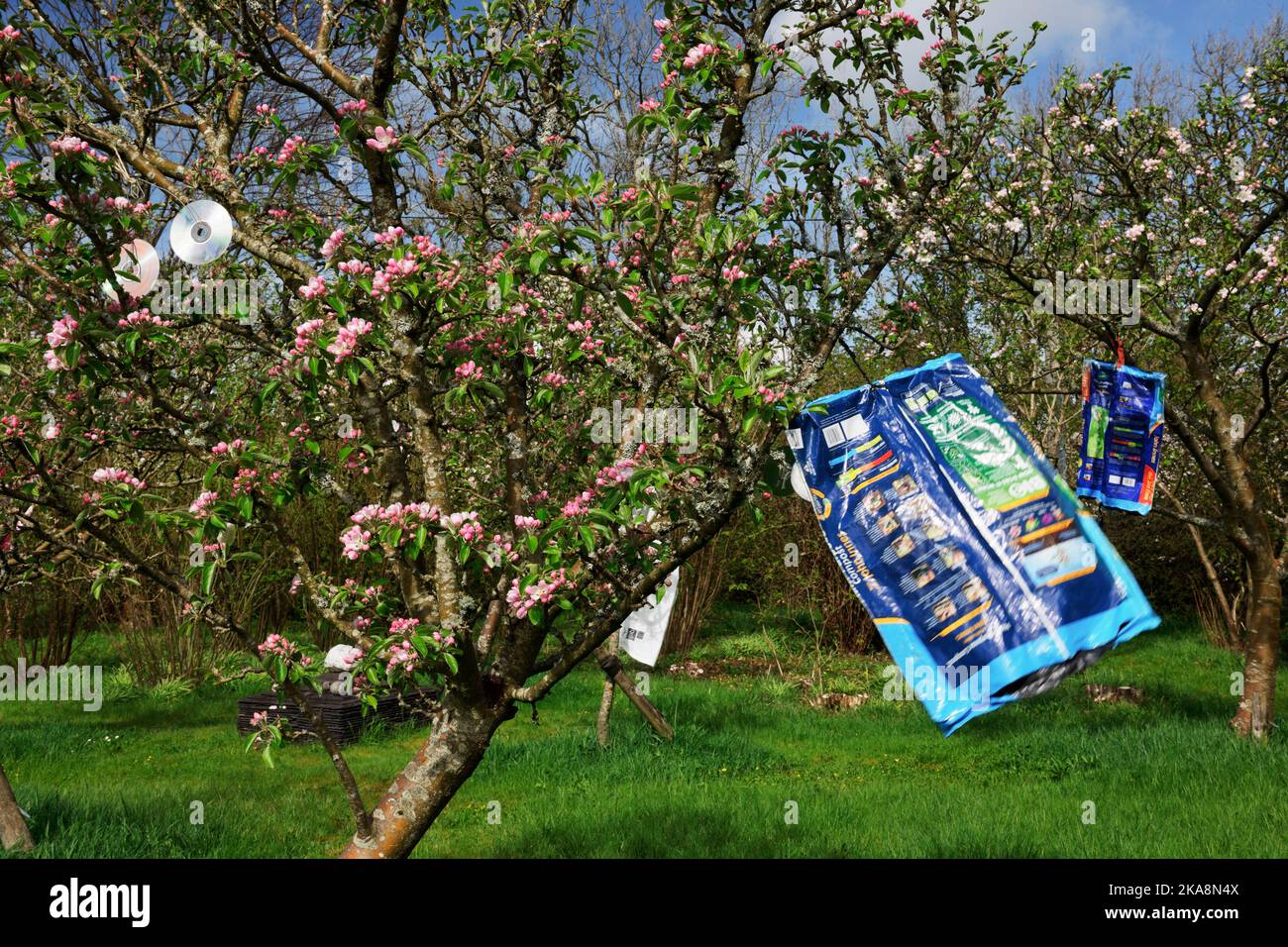 Hausgemachte Vogelschrecken hängen in Apfelbäumen, um Vögel davon abzuhalten, Frühlingsblüten zu nehmen. Stockfoto