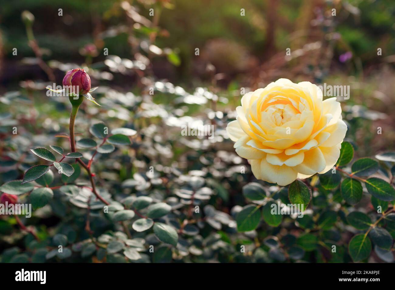 Nahaufnahme der englischen Charles Darwin Rosenblüte, die im Busch blüht. Gelbe Austin Doppel-Nostalgie-Strauchrose Stockfoto