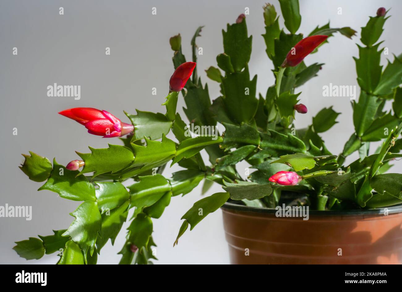 Schlumbergera Kaktus Blume (Zygocactus, Urlaub oder Krabbenkaktus) im Topf. Rote rosa Schlumbergera Blütenknospen Stockfoto