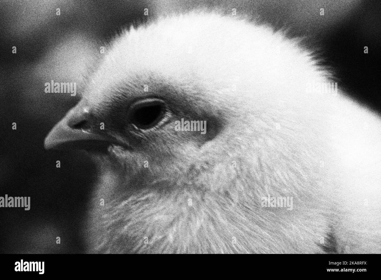 Baby-Hühnchen-Portrait in schwarz und weiß Stockfoto