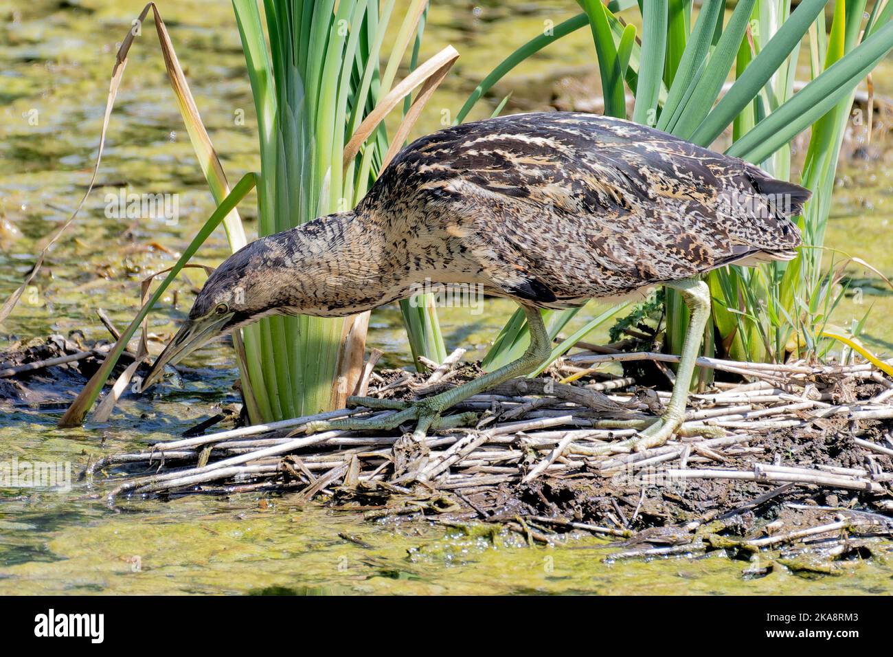 Ein selten gesehenes Bittern, hier gesehen, einen kleinen Fisch zu essen. Ein geheimnisvoller, schüchterner Vogel, der häufiger im Rand von Rückbetten lauert. Stockfoto