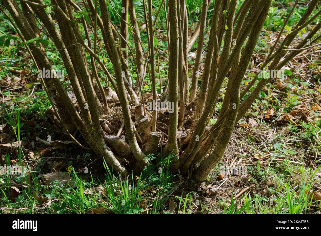 Detaildarstellung des Nachwuchses von Haselnussschrot nach ca. 3 Jahren. 20 Jahre alter Hocker, viele Male geklopft. Wird zur Versorgung von selbst angebauten Pflanzen verwendet Stockfoto