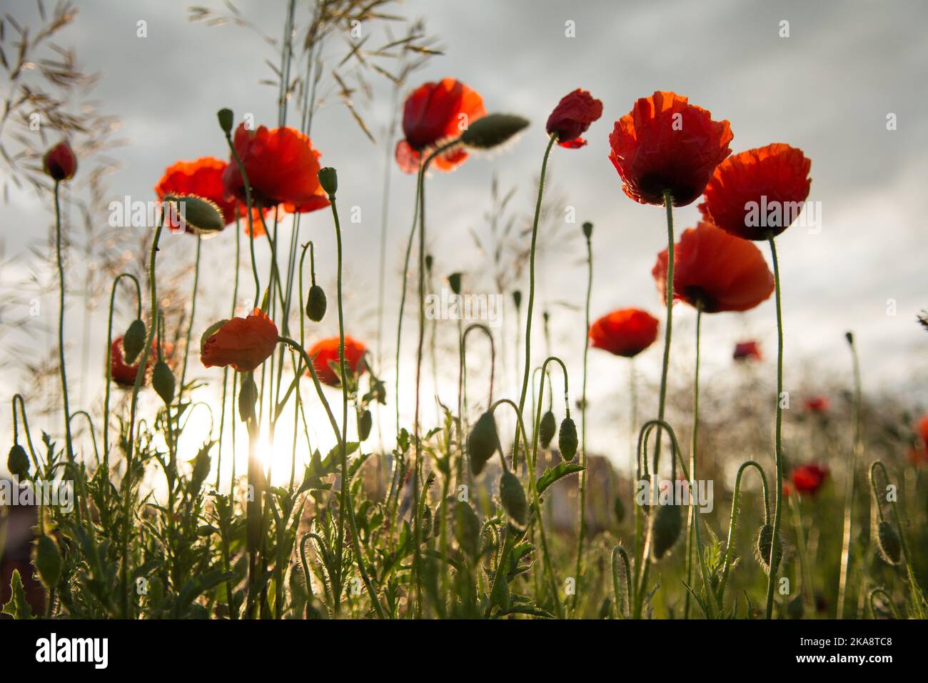 Roter Mohn blüht gegen die aufgehende Sonne Stockfoto