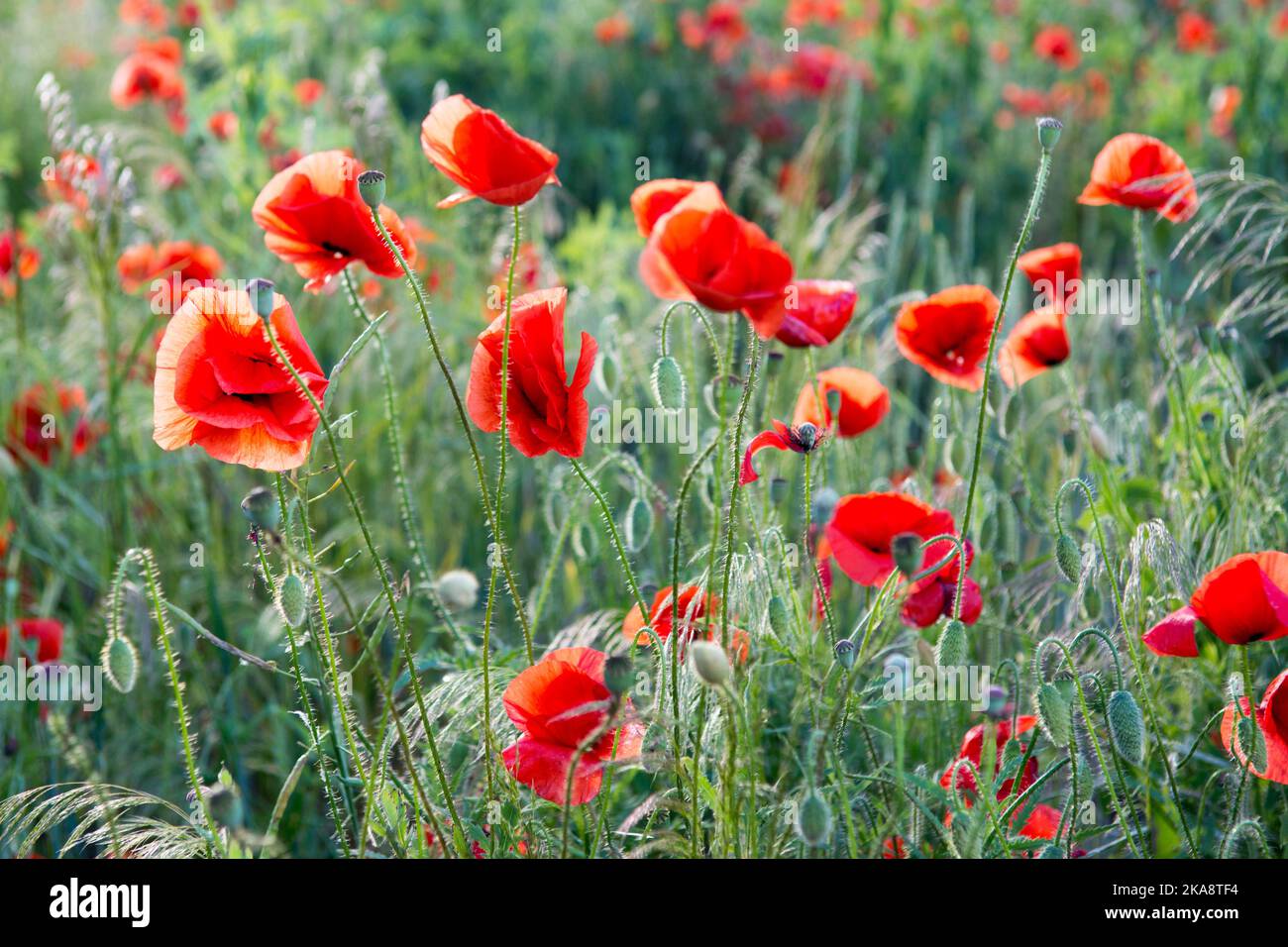 Schöne rote Mohnblumen blühen auf einer grünen Wiese Stockfoto