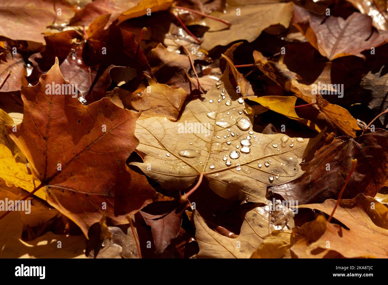 Wassertropfen auf einem gefallenen Blatt im Herbst Stockfoto