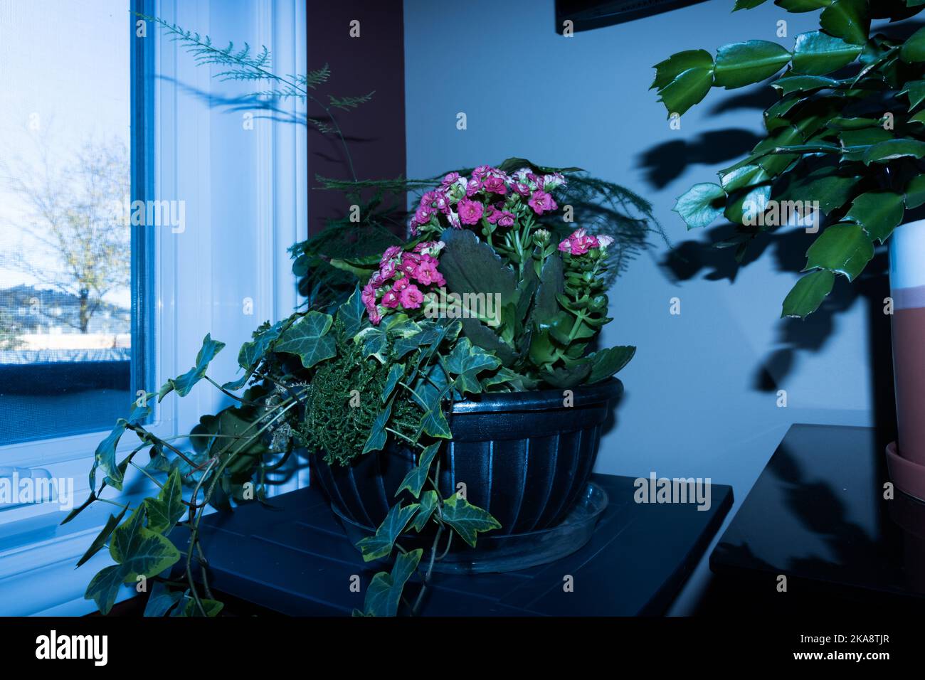 Blumen und Pflanzen werfen Schatten in der Nähe eines Fensters Stockfoto