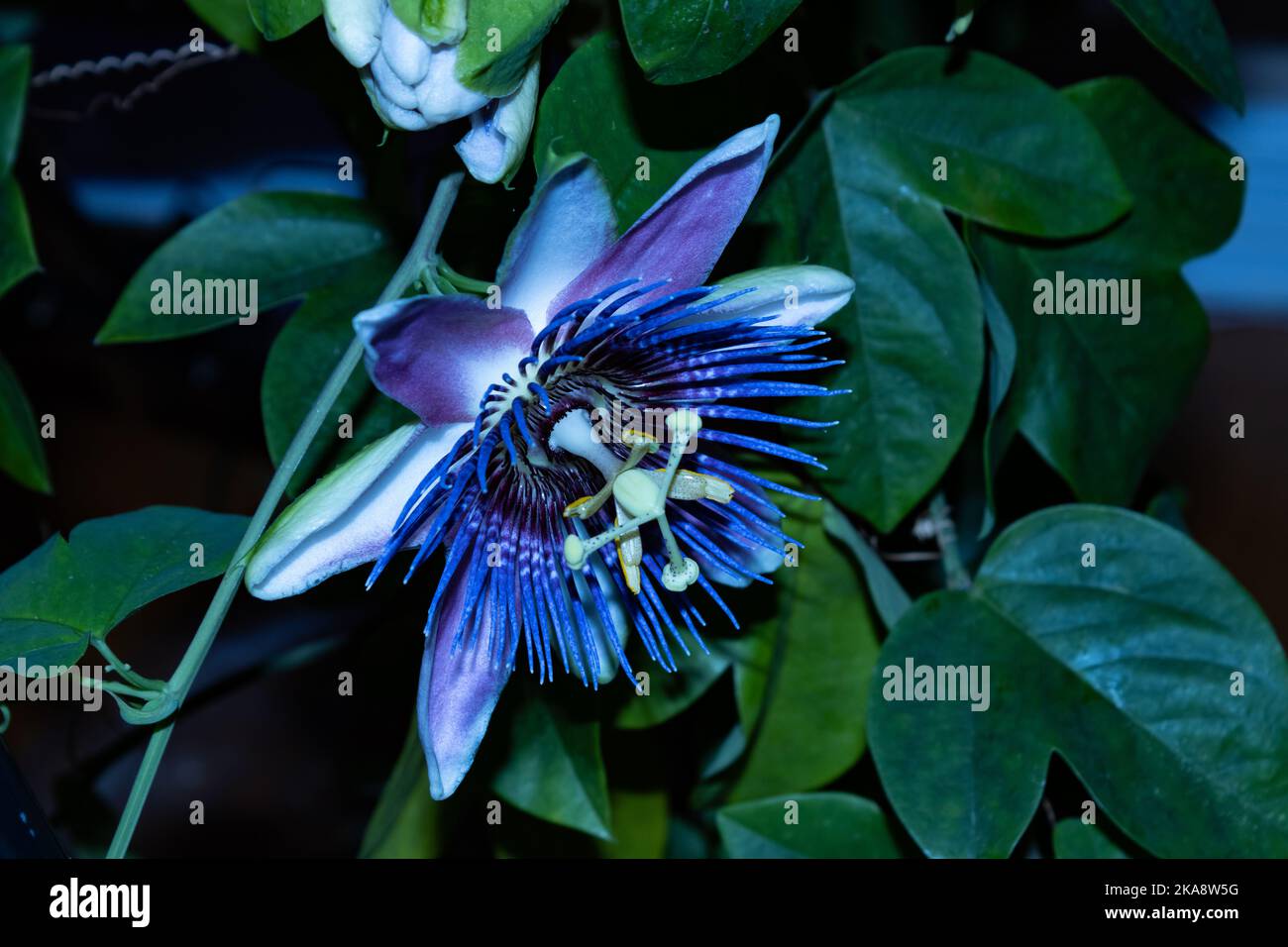 Eine Passionsblume in voller Blüte auf einer Weinrebe, in das Haus übertragen, um das Leben zu verlängern Stockfoto